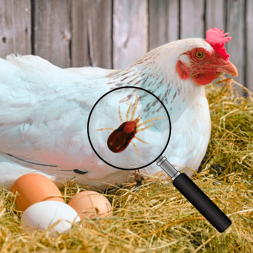 White chicken with red mite through a magnifying glass.